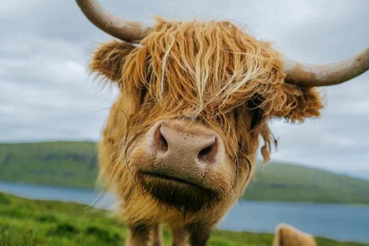 Où voir des vaches des Highlands en Écosse